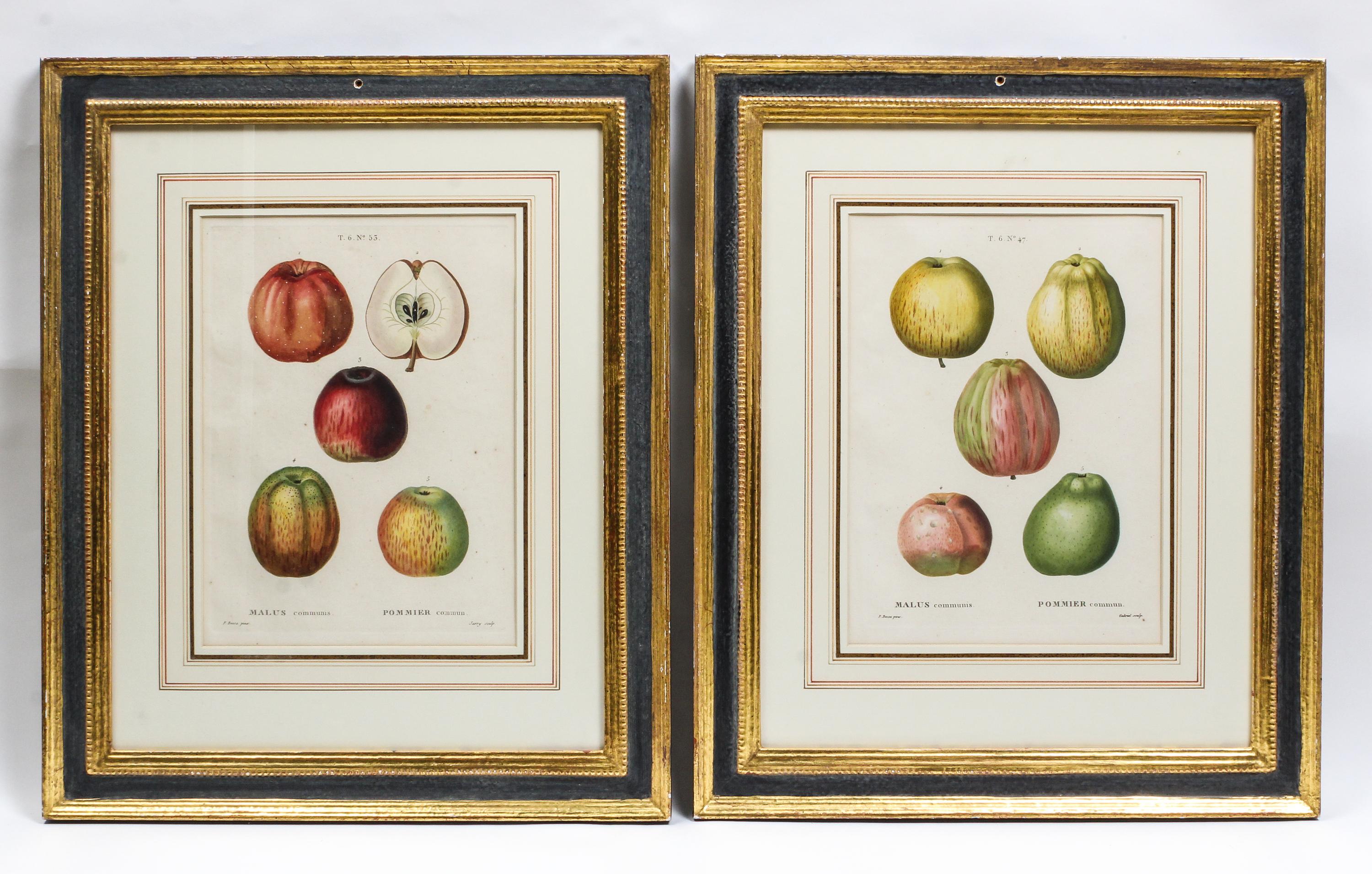 A Pair of French Hand-Colored Engravings Height 14 inches. — AFTER PANCRACE BESSA, 19TH CENTURY