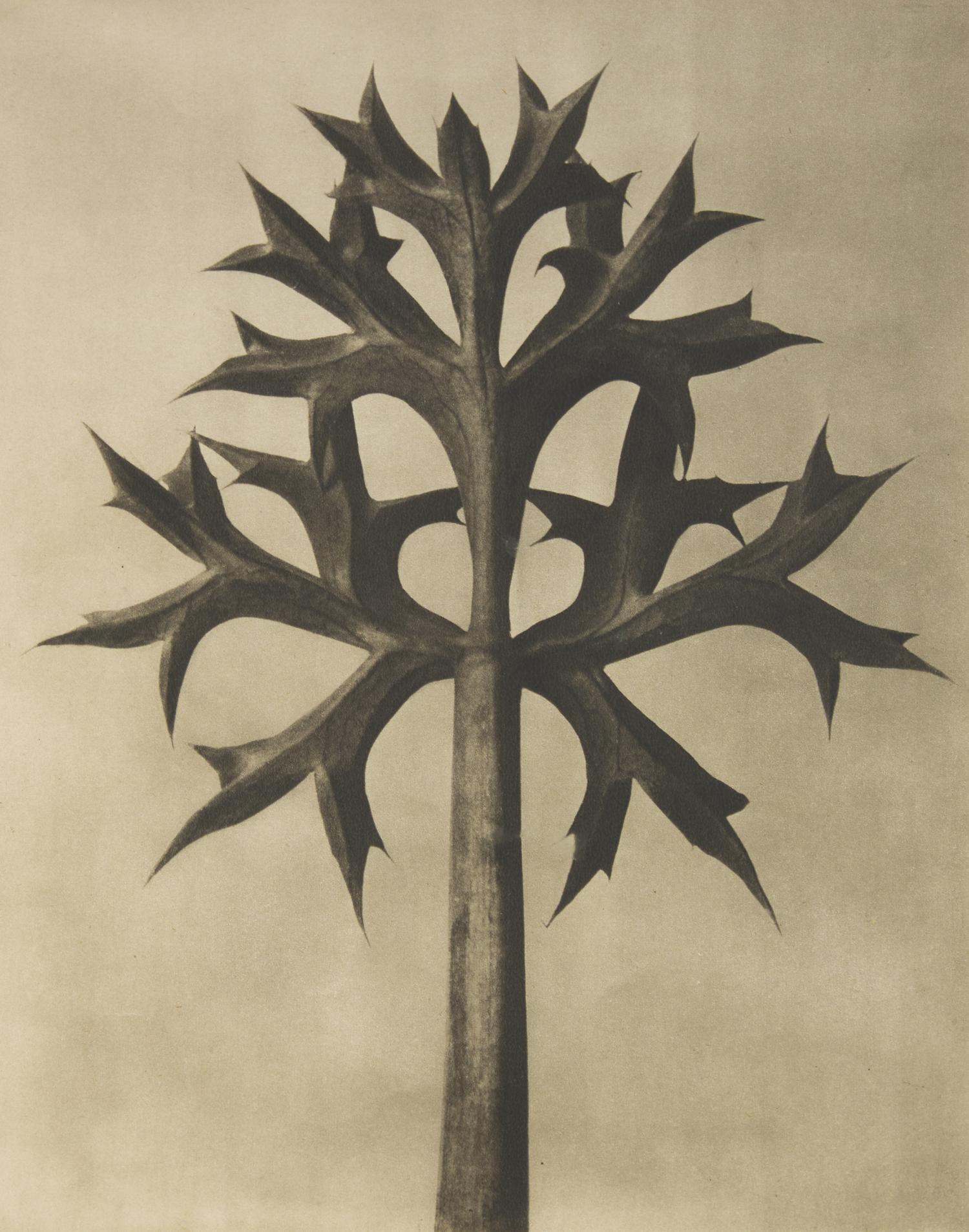 A Set of 8 Botanical Prints