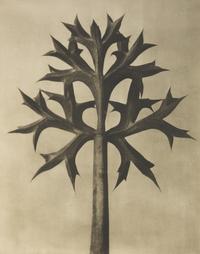 A Set of 8 Botanical Prints
