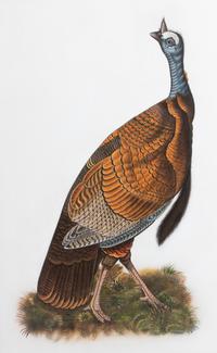 An Homage to John James Audubon: A Decorative Painting of a Turkey