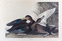 (AUDUBON, JOHN JAMES, after) HAVELL, ROBERT. Dusky Duck, Anas Obscuras, plate CCCII, no. 61.