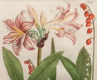A Group of Johannes Weinamann Botanical Prints from Phytanthoza Iconographia (1737-1745)