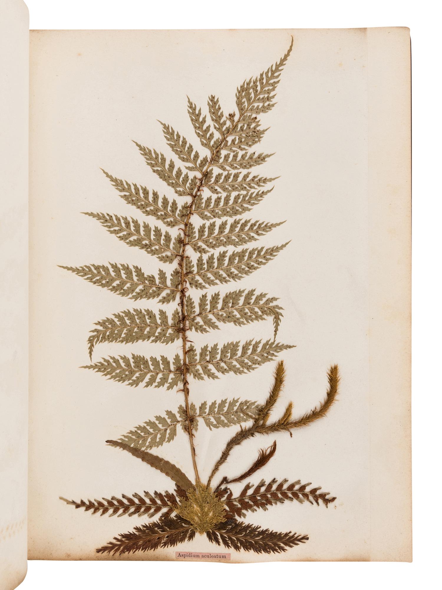 [SPECIMEN ALBUM - FERNS]. CRANWELL, Thomas. "New Zealand Ferns." Auckland, New Zealand, [ca 1875-1890].