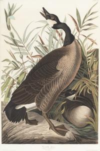 AUDUBON, John James (1785-1851) Canada Goose (Plate CCI) Branta canadensis