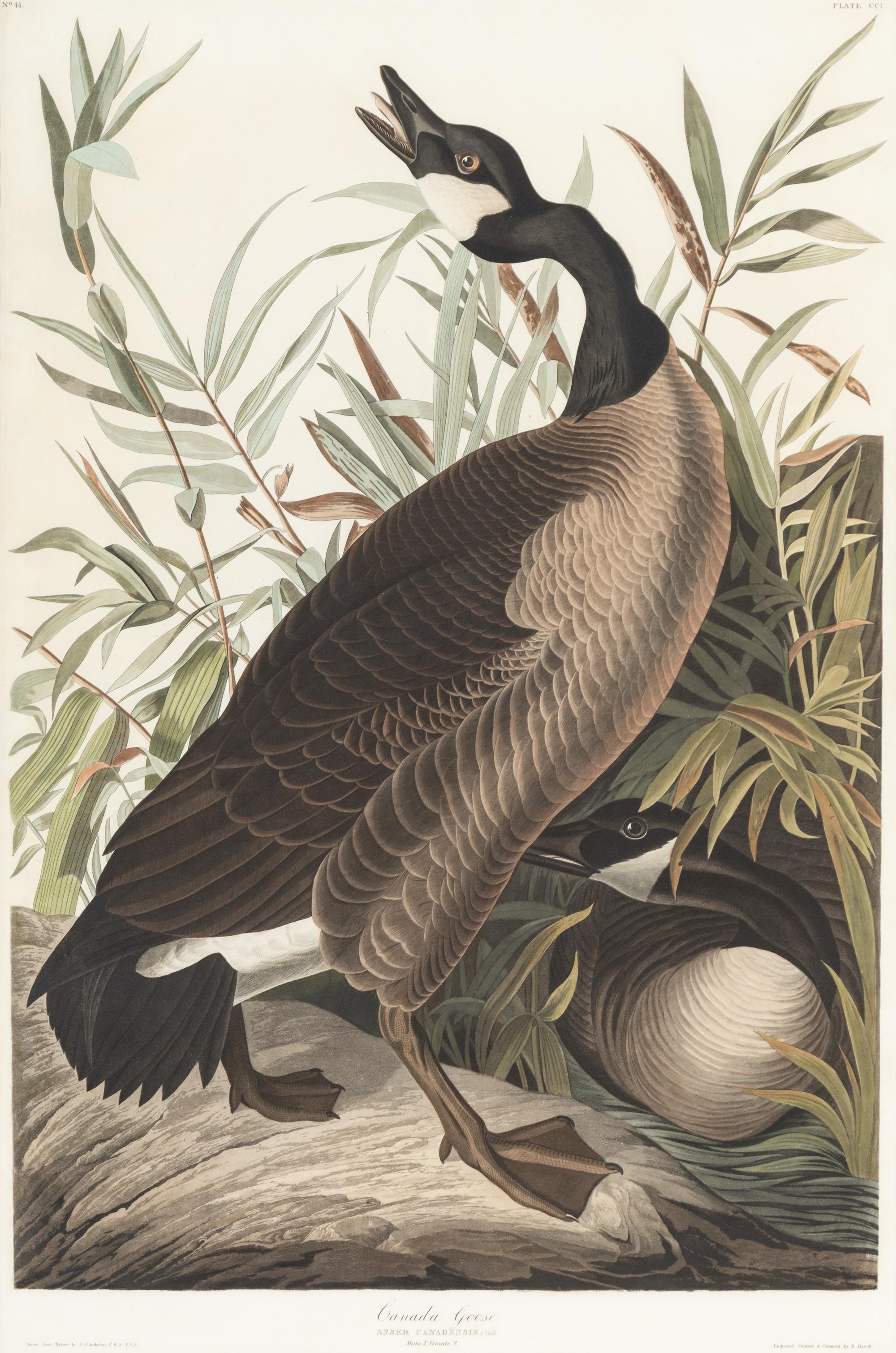 AUDUBON, John James (1785-1851) Canada Goose (Plate CCI) Branta canadensis