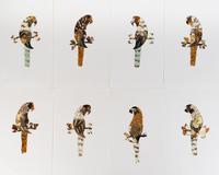 A Collection of Twelve Butterfly Wing Pictures