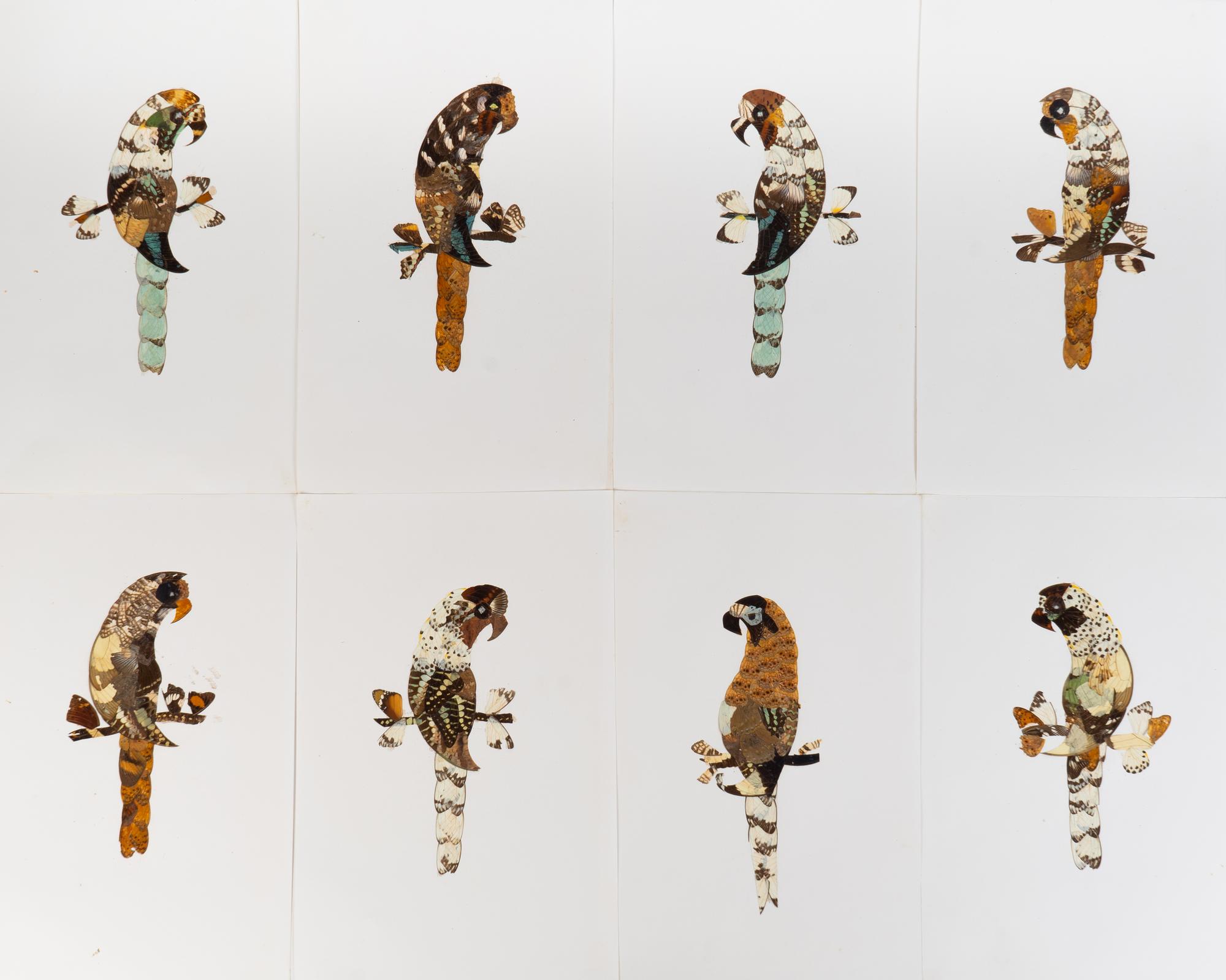 A Collection of Twelve Butterfly Wing Pictures