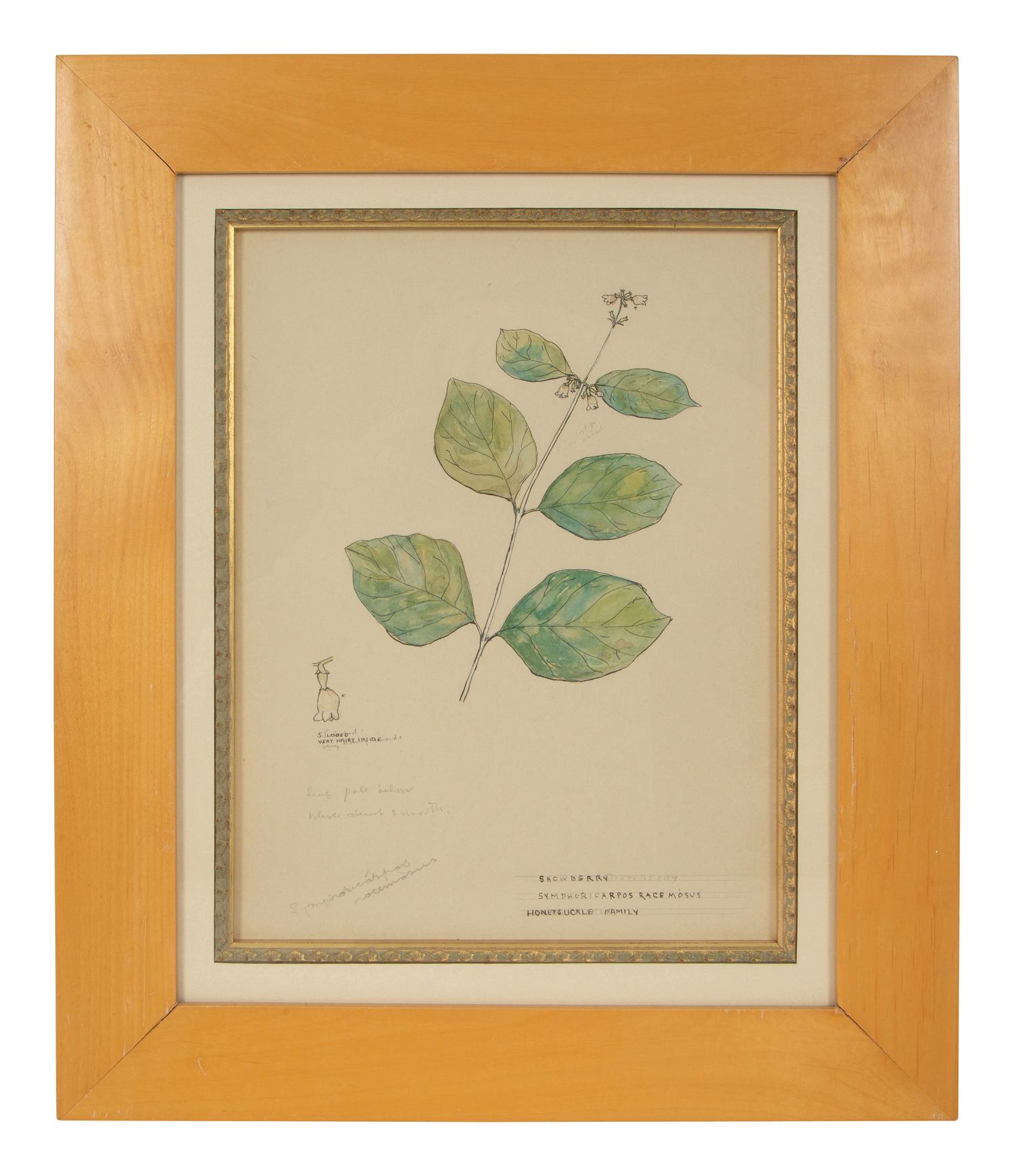 Eighteen Botanical Watercolors