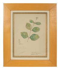 Eighteen Botanical Watercolors