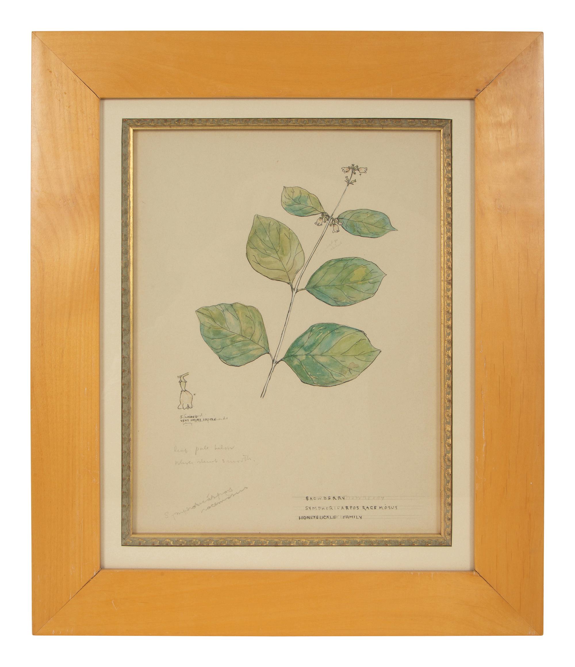 Eighteen Botanical Watercolors