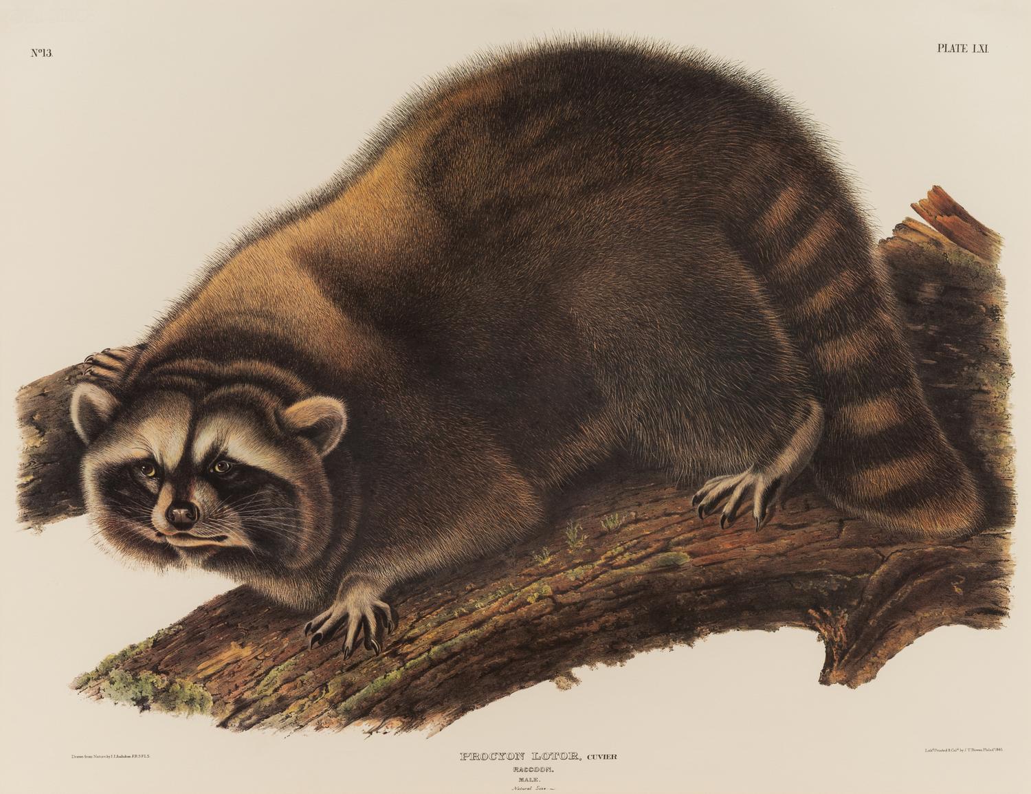AUDUBON, John James (1785-1851), after Red-breasted Morganser (Plate CCCCI). Mergus Serrator . -- Common or Virginian Deer (Plate CXXXVI). Cervus Virginianus . -- The Jaguar (Plate CI). Felis Onca .--Spotted Grous (Plate CLXXVI). Tetrao Canadensis . -- Raccoon (Plate LXI). Procyon Lotor .