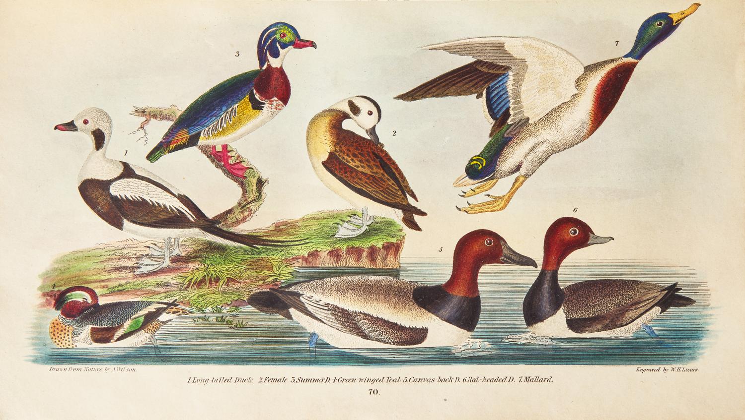 [Natural History] Wilson, Alexander, and Charles Lucian Bonaparte. American Ornithology; or, The Natural History of the Birds of the United States