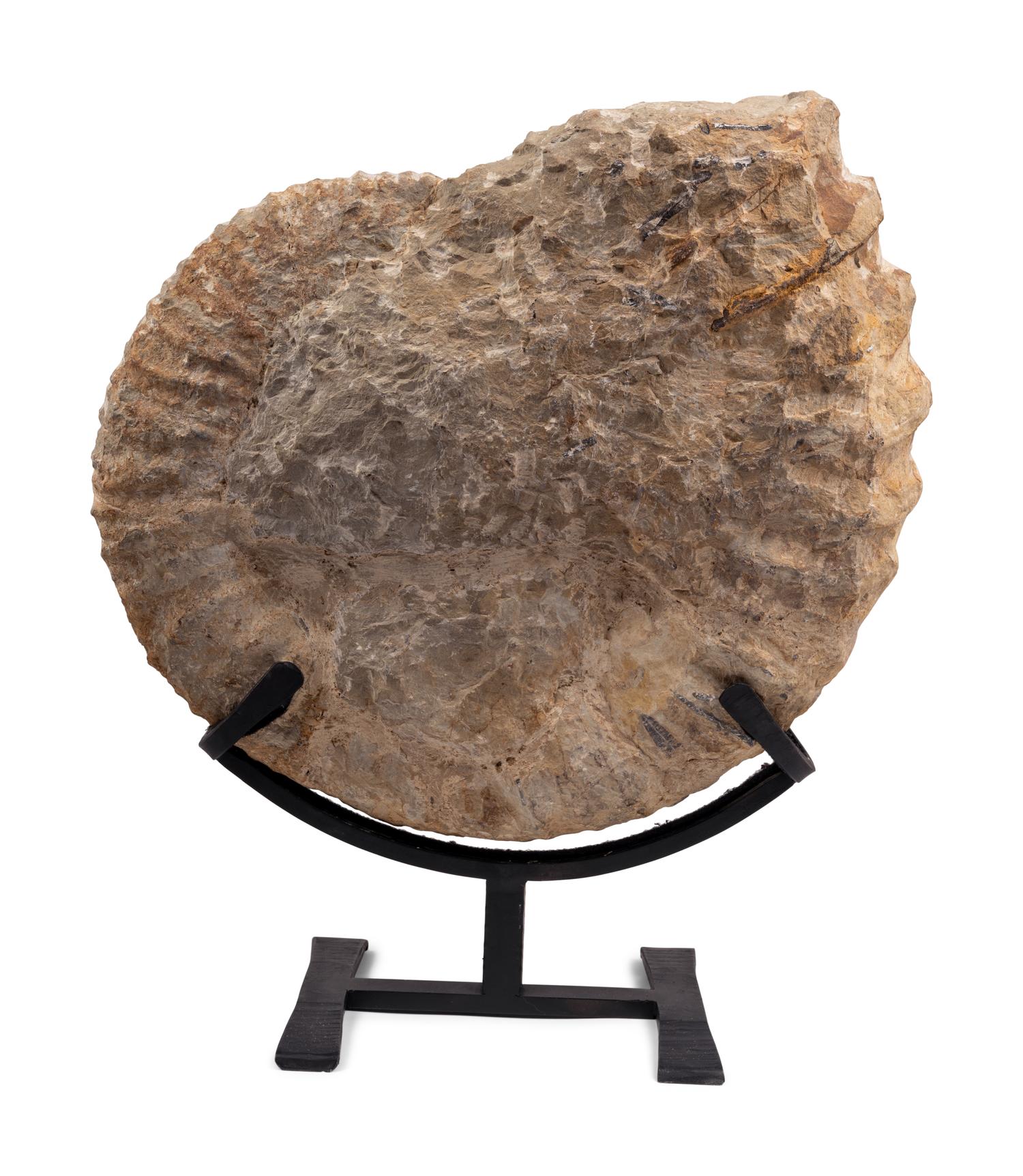 A Large Mounted Nautilus Fossil Specimen