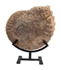 A Large Mounted Nautilus Fossil Specimen