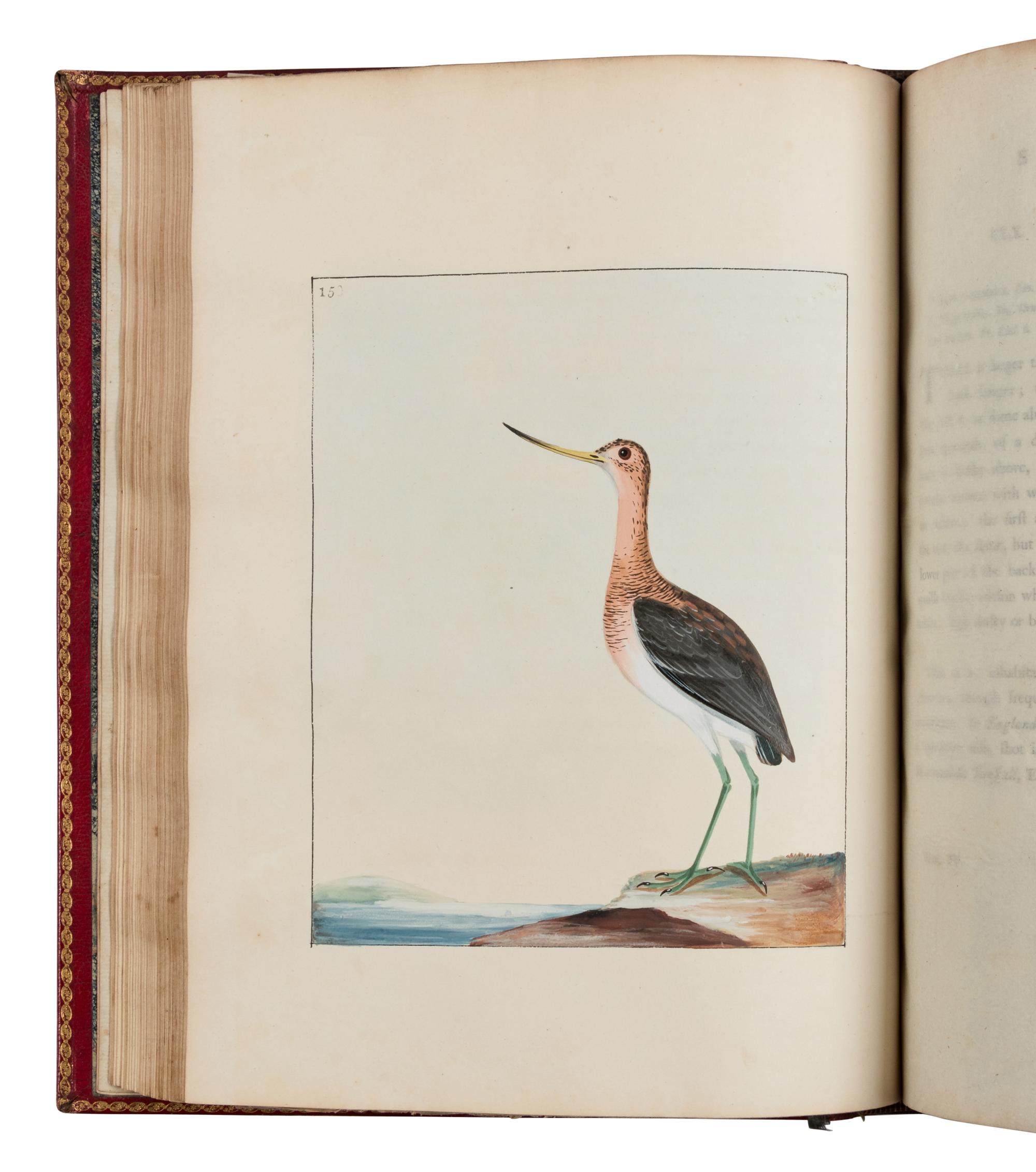 [NATURAL HISTORY]. LEWIN, William (1747-1795). The Birds of Great-Britain with their Eggs . London: Printed for the author, 1789-1794.