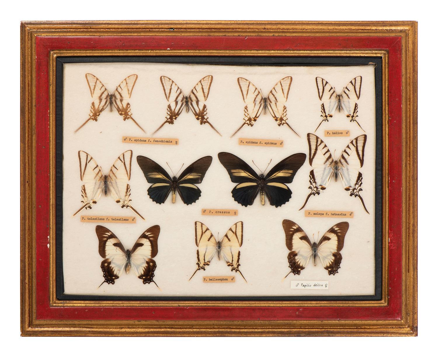 Three Framed Groups of Lepidopterological Specimens