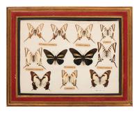 Three Framed Groups of Lepidopterological Specimens