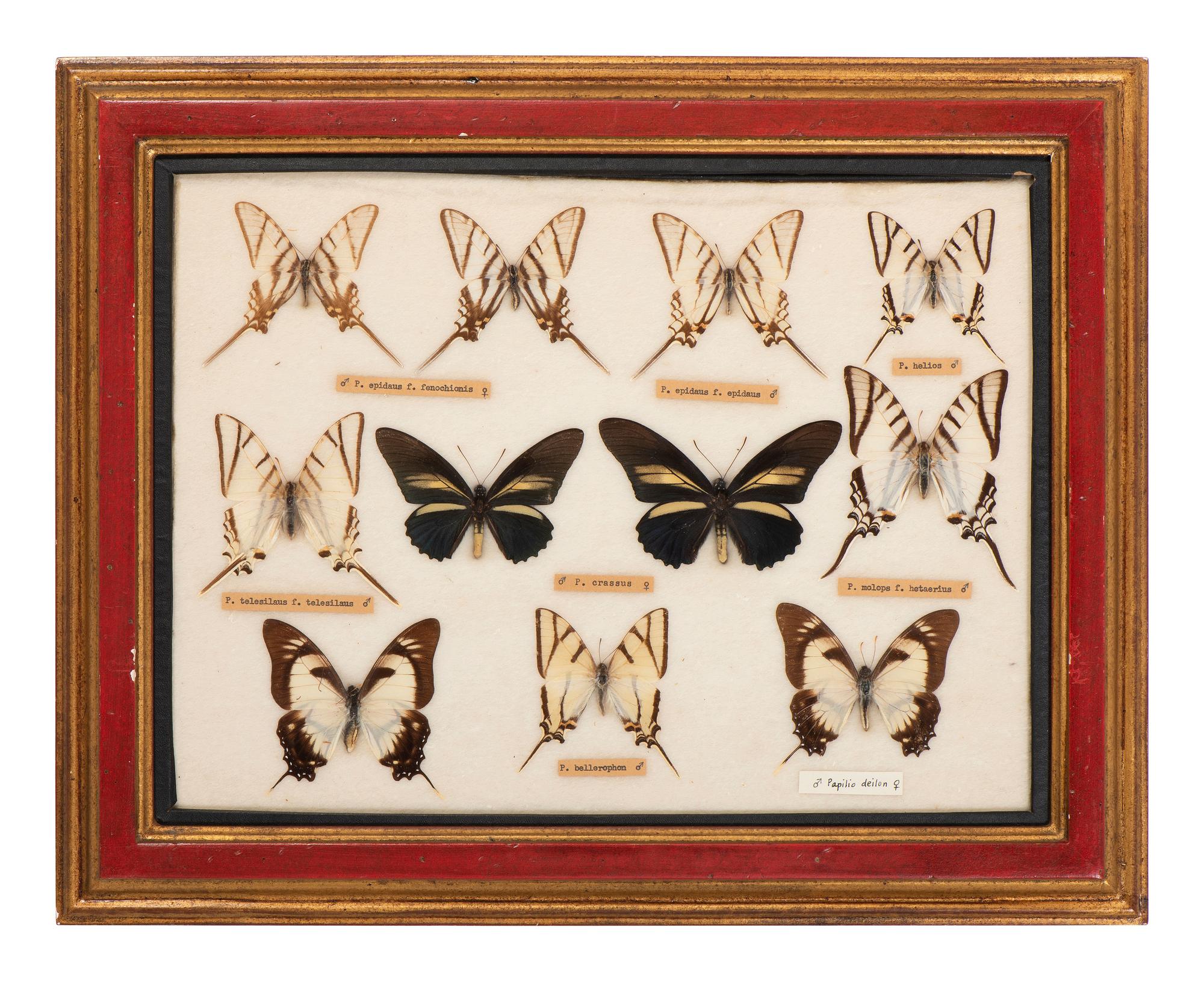 Three Framed Groups of Lepidopterological Specimens
