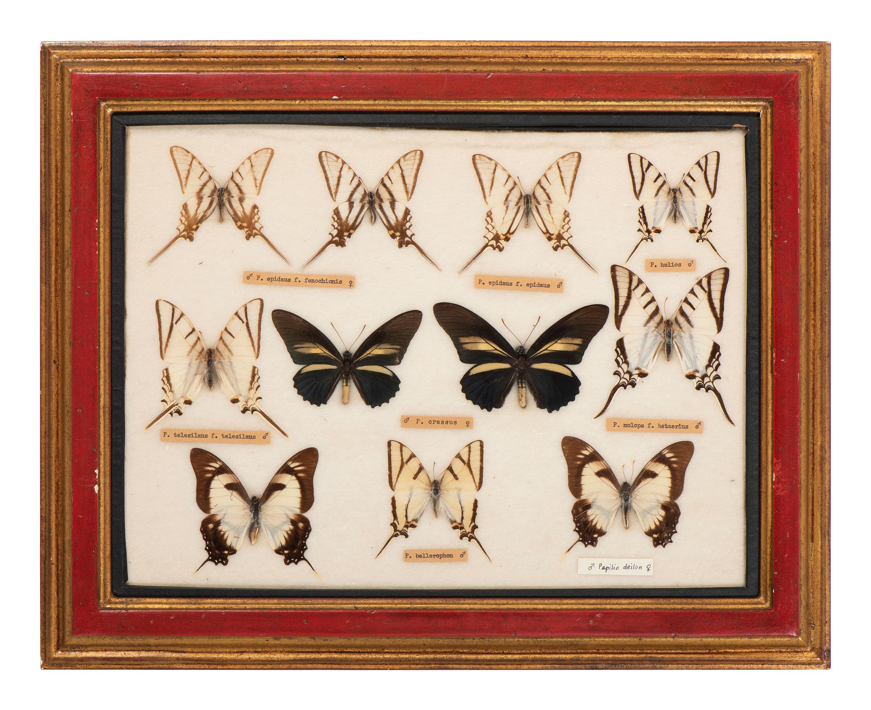 Three Framed Groups of Lepidopterological Specimens