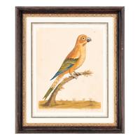 A Group of Nine Hand-Colored Engravings of Birds