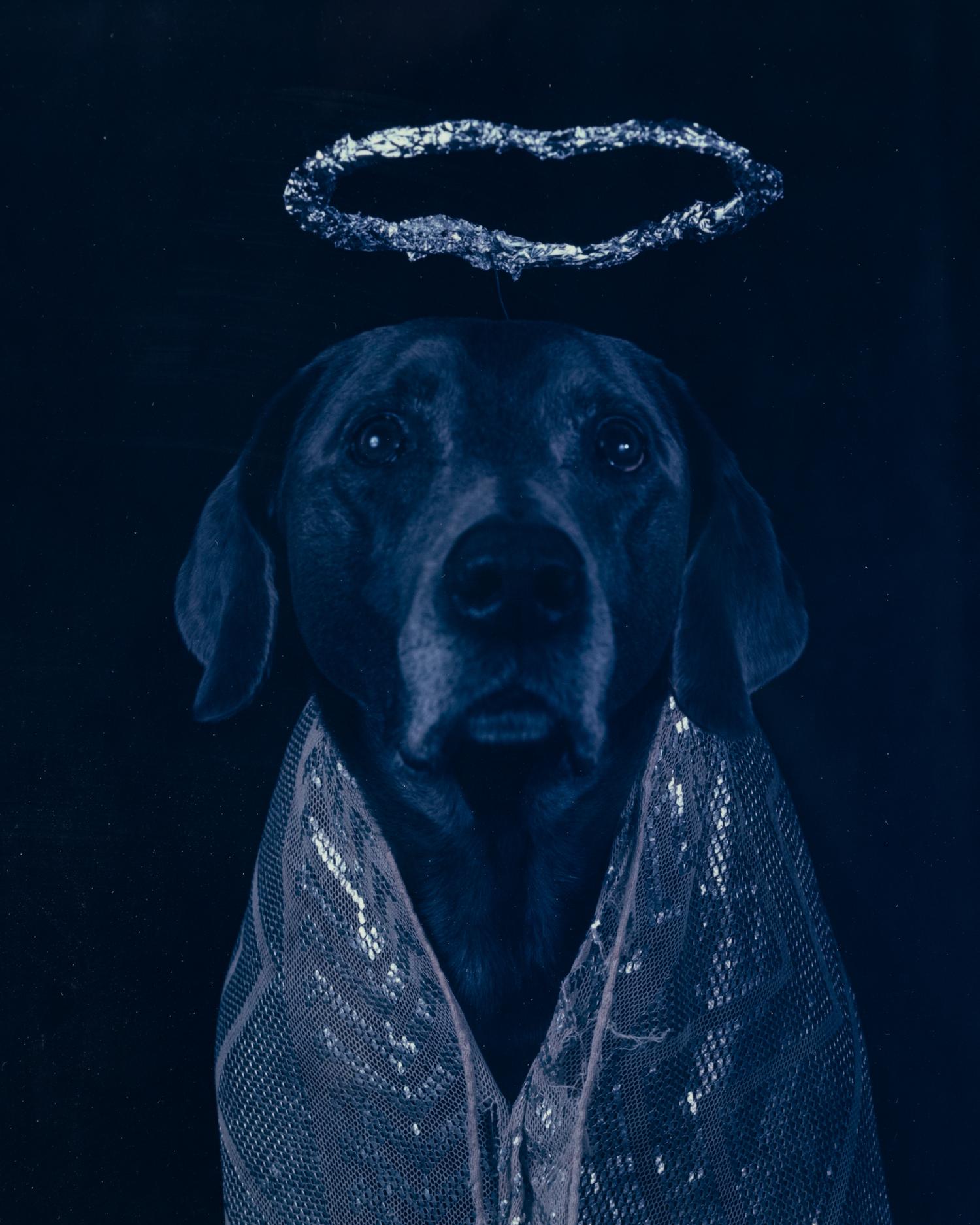Good Dog