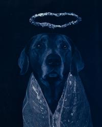 Good Dog