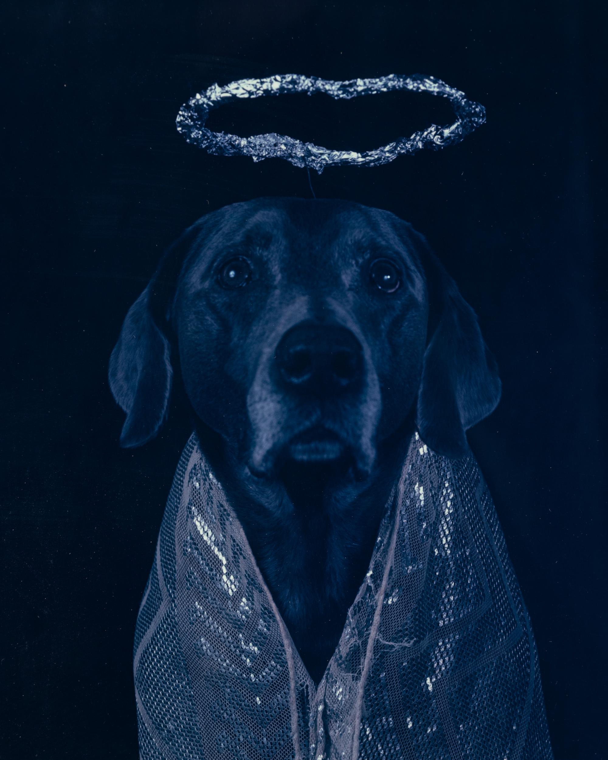 Good Dog