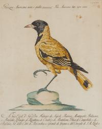 Two Italian Hand-Colored Bird Engravings — 19TH CENTURY