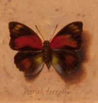 Patrick Farrell, (Wisconsin, 1945-2016), Nymphalidae/Claudina, 2004