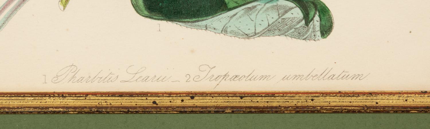 A Set of Five Botanical Lithographs