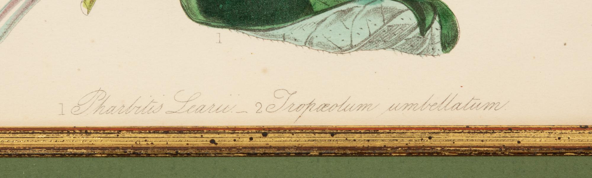 A Set of Five Botanical Lithographs