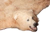 A Large Taxidermy Brown Bear Wall Hanging or Rug
