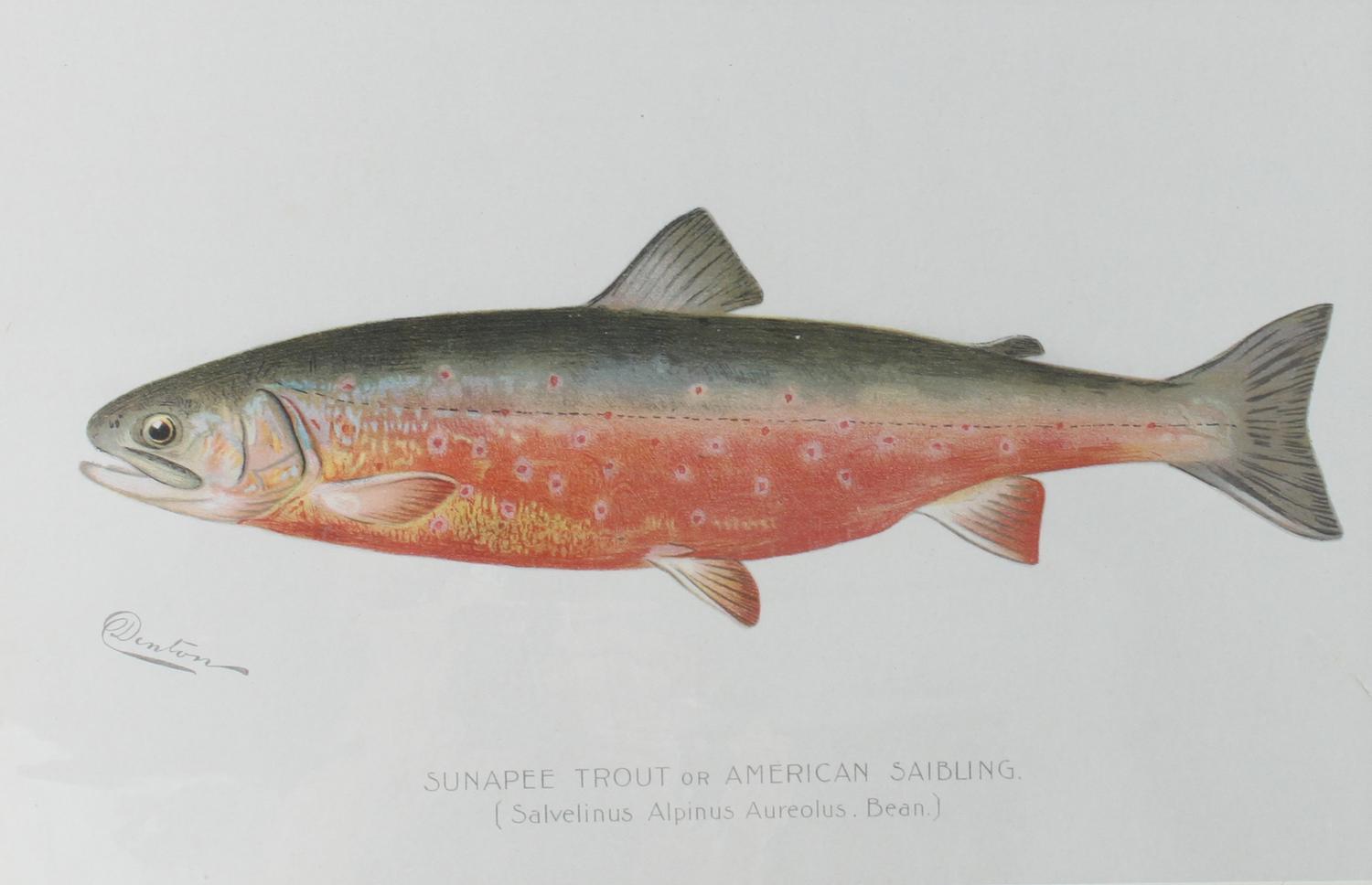 Six Chromolithograph Trout Prints, S. F. Benton Height 7 x with 11 inches — LATE 18TH CENTURY