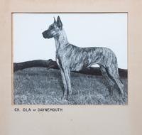A Group of Fourteen Great Dane Photographs Largest: 10 1/4 x 12 3/4 inches.