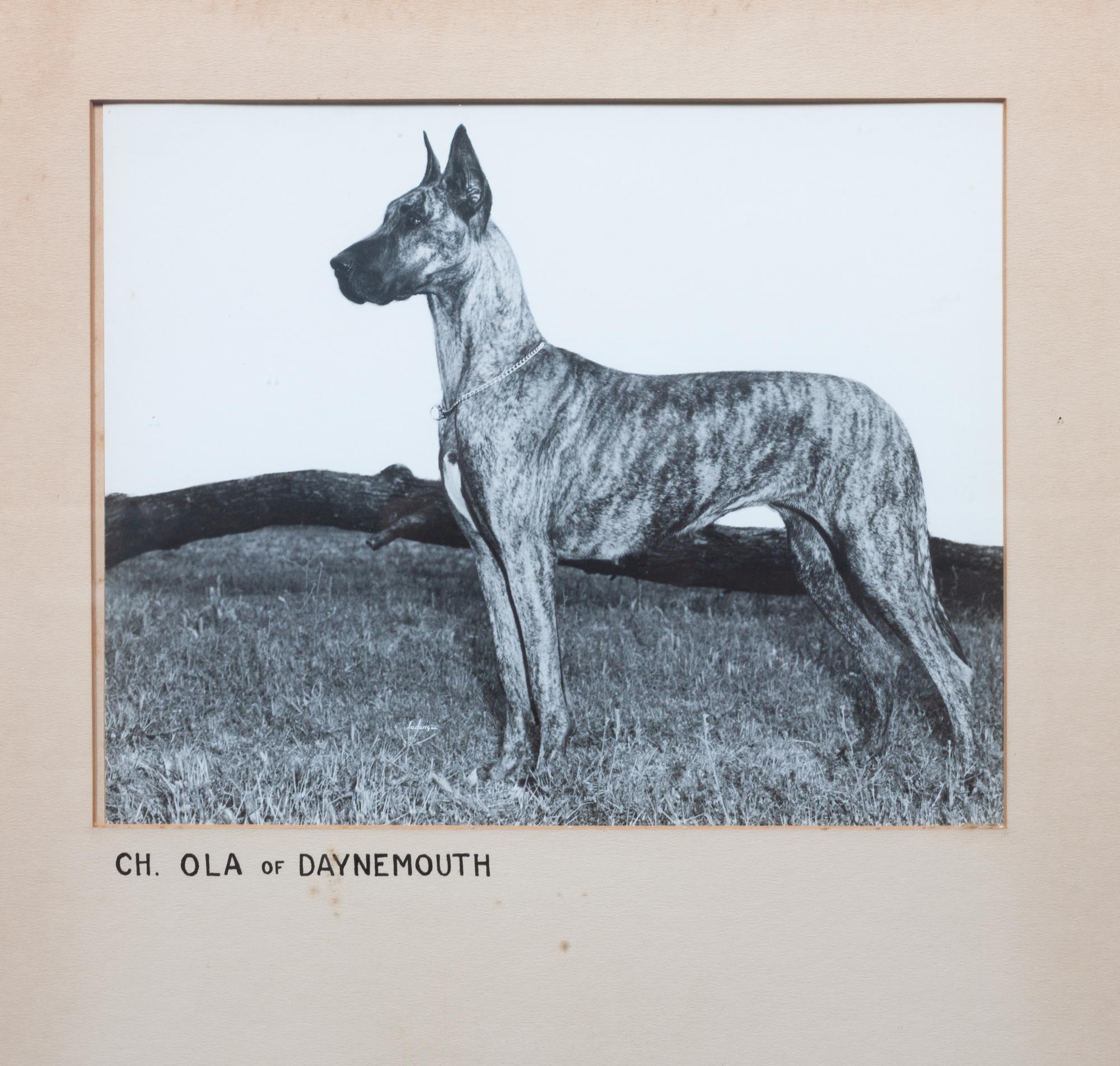 A Group of Fourteen Great Dane Photographs Largest: 10 1/4 x 12 3/4 inches.