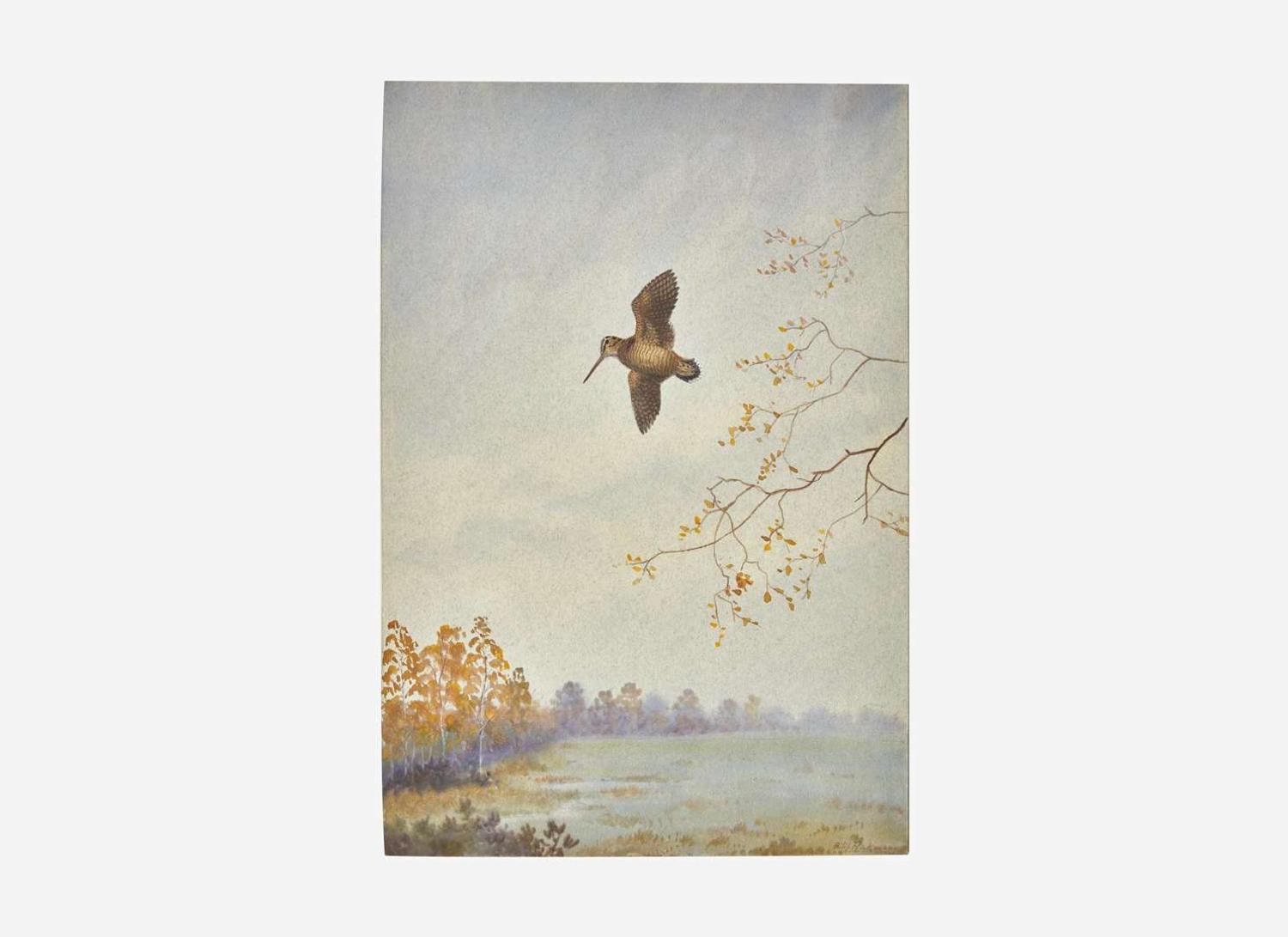 [Sporting] Rickman, Philip: Group of 2 Original Illustrations of Game Birds