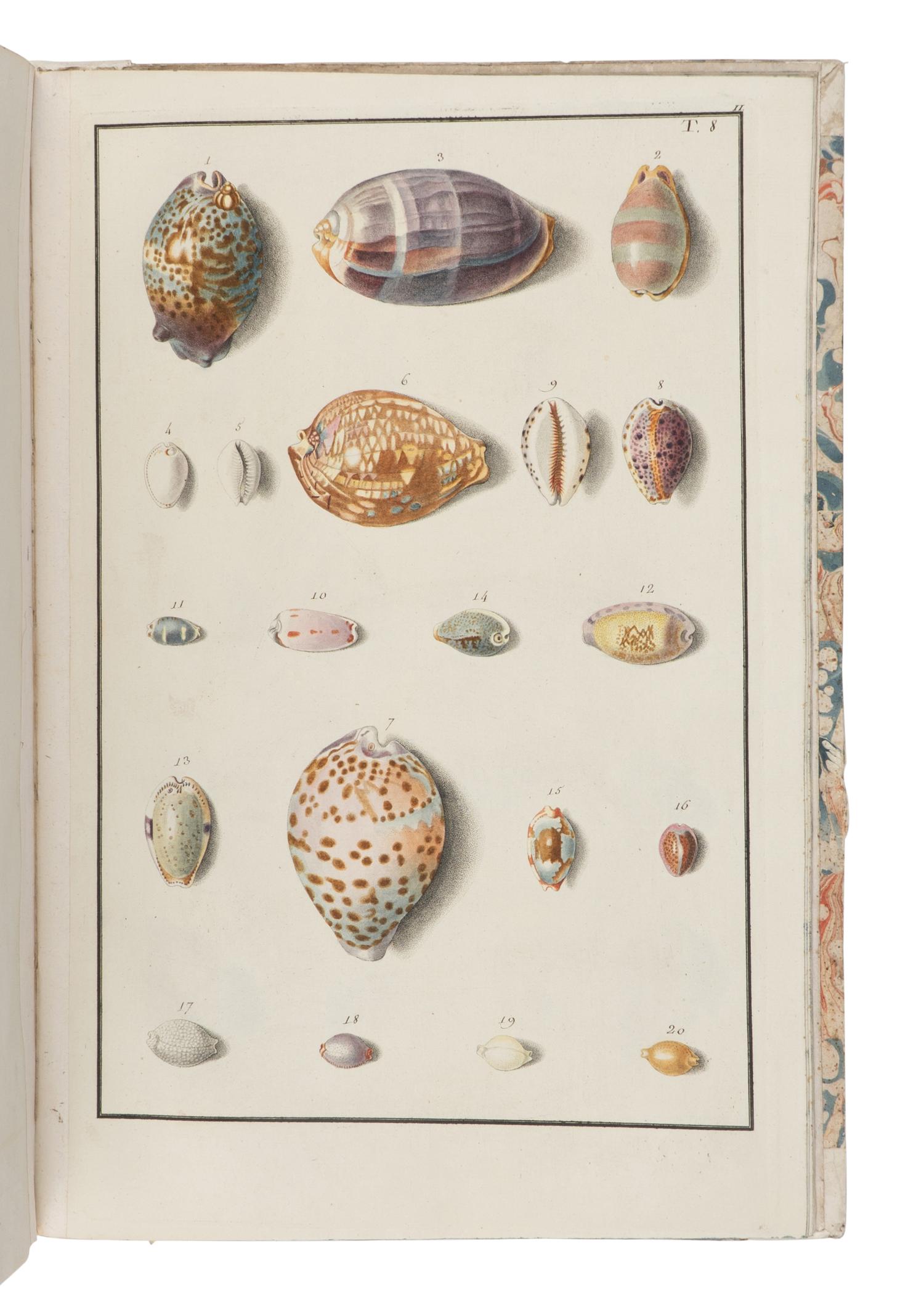 [NATURAL HISTORY]. BORN, Ignaz Edler von (1742-1791). Testacea Musei Caesarei Vindobonensis, quae jussu Mariae Theresiae Augustae disposuit et descripsit Ignatius a Born . Vienna: Gerold for Johann P. Kraus, 1780.