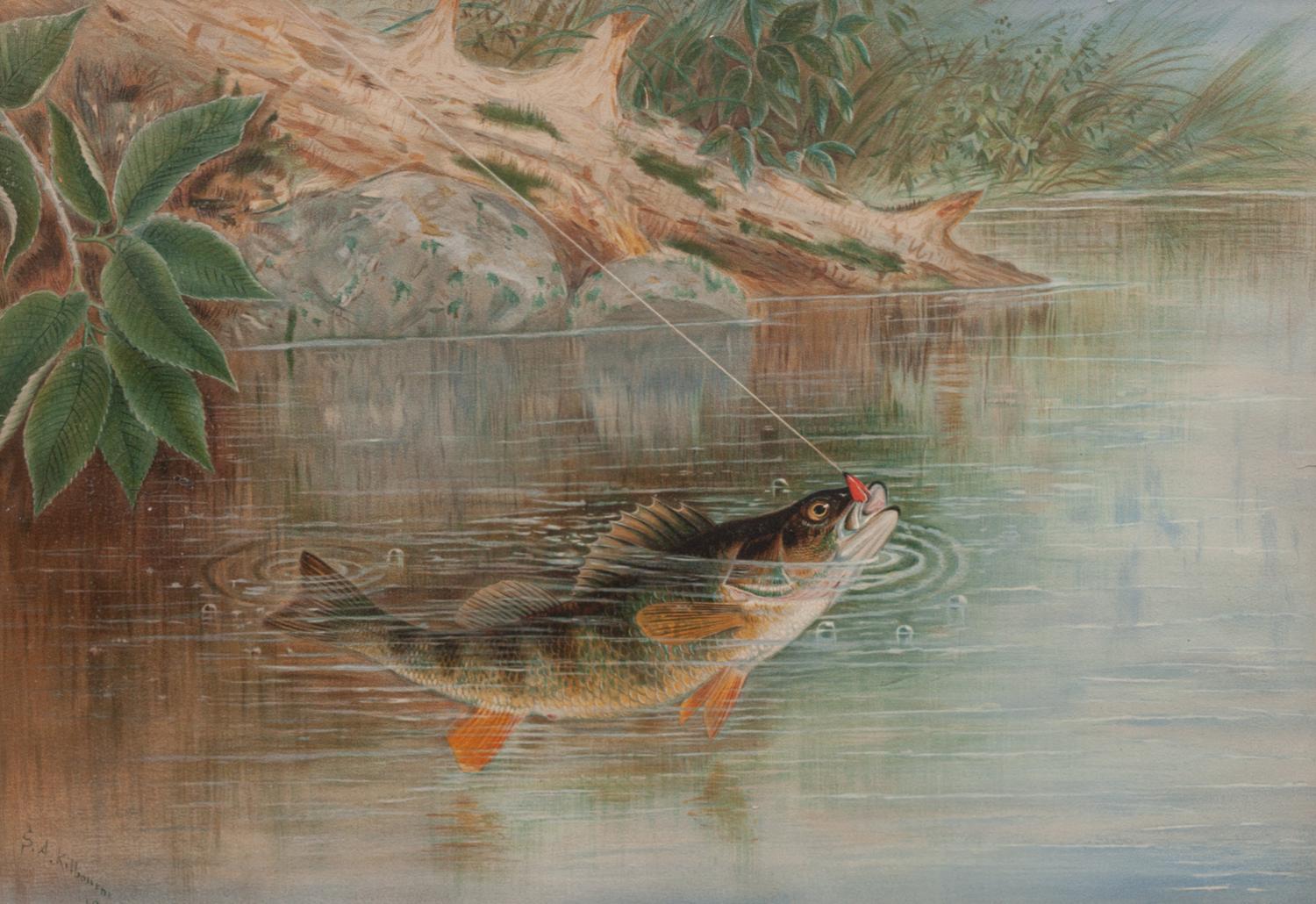 Fly Fishing