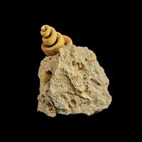 A Group of 13 Natural History Fossils