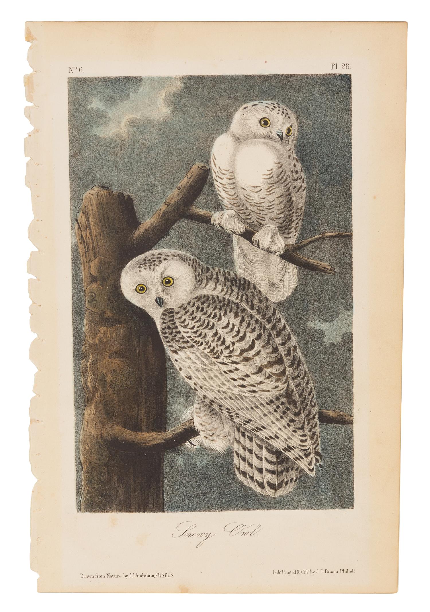 AUDUBON, John James (1785-1851)