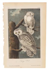 AUDUBON, John James (1785-1851)