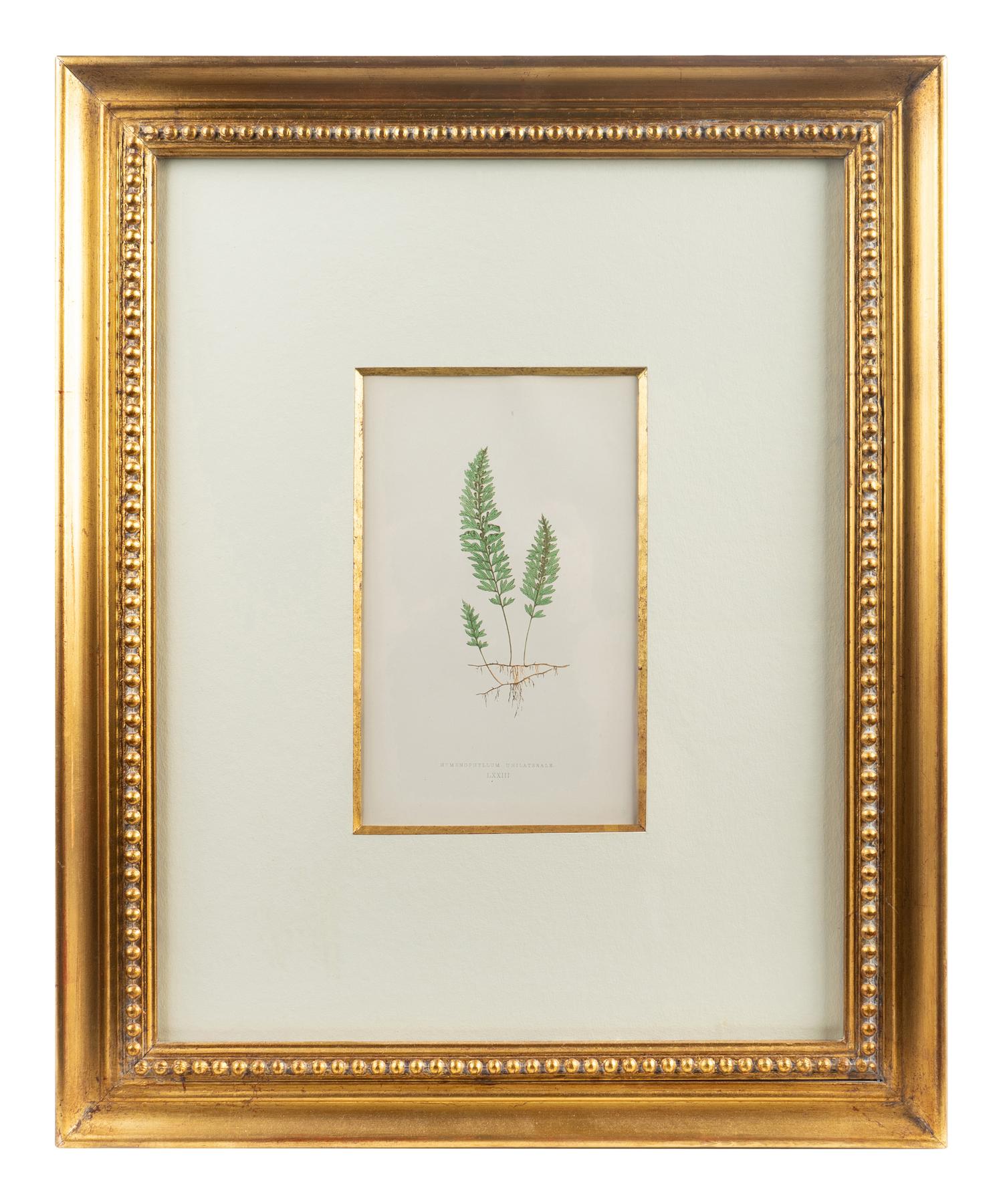 A Group of Eight Fern Botanical Engravings After Thomas Moore — EARLY 20TH CENTURY