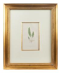 A Group of Eight Fern Botanical Engravings After Thomas Moore — EARLY 20TH CENTURY