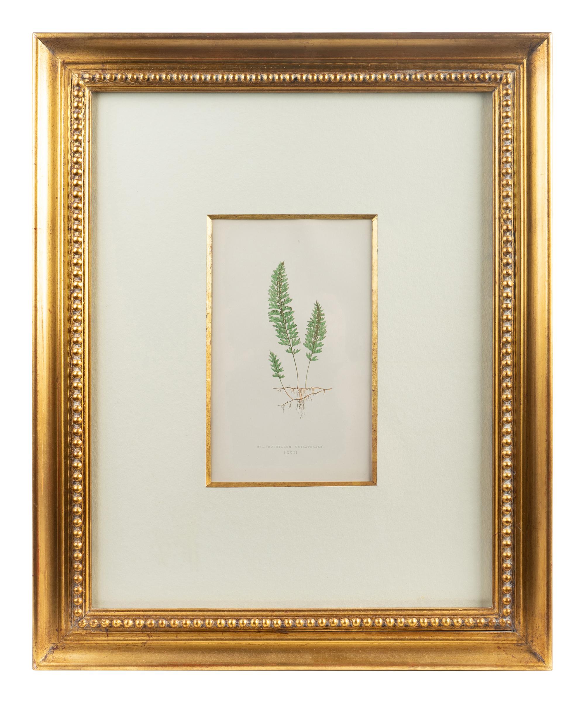 A Group of Eight Fern Botanical Engravings After Thomas Moore — EARLY 20TH CENTURY