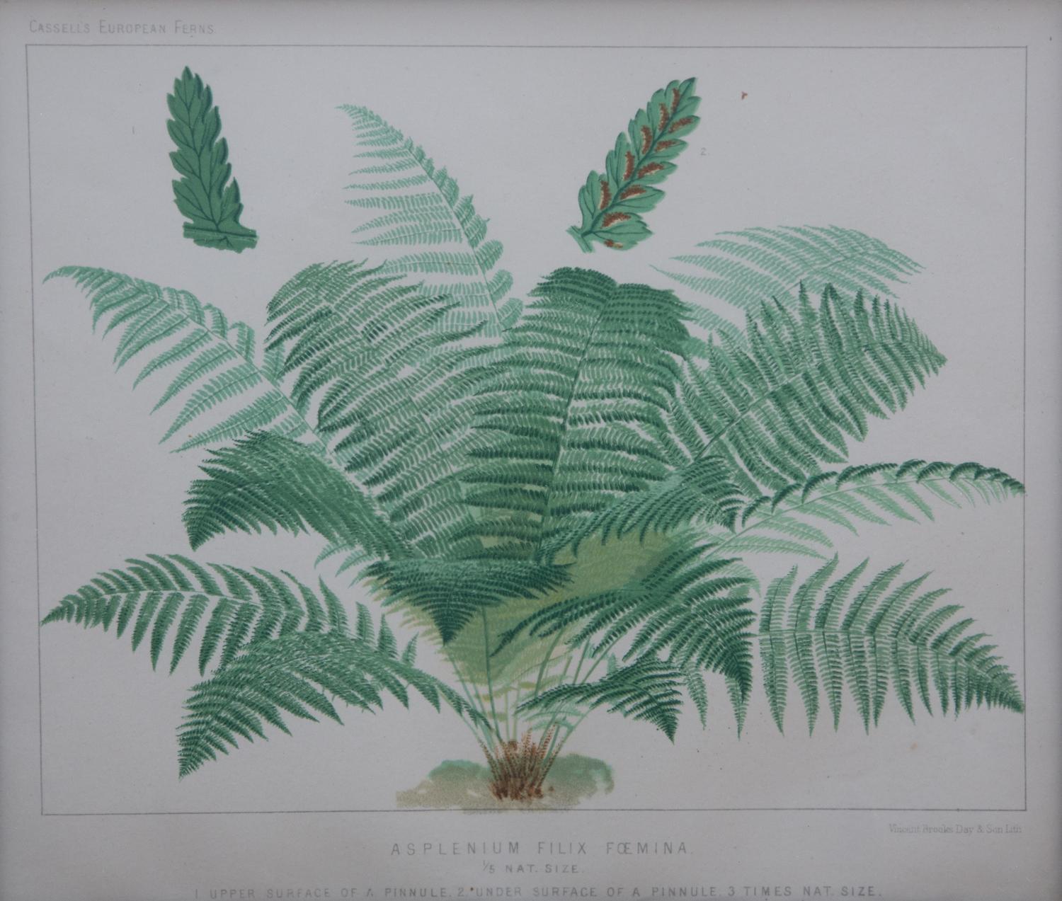 A Collection of Six Chromolithographs Largest 11 1/2 x 9 1/4 inches.