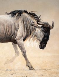 Wildebeest
