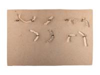 A group of 9 pre-Civil War and Civil War Union and Confederate buttons, comprising: