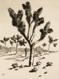 Two Works: Cucumber Cactus and Joshua Trees