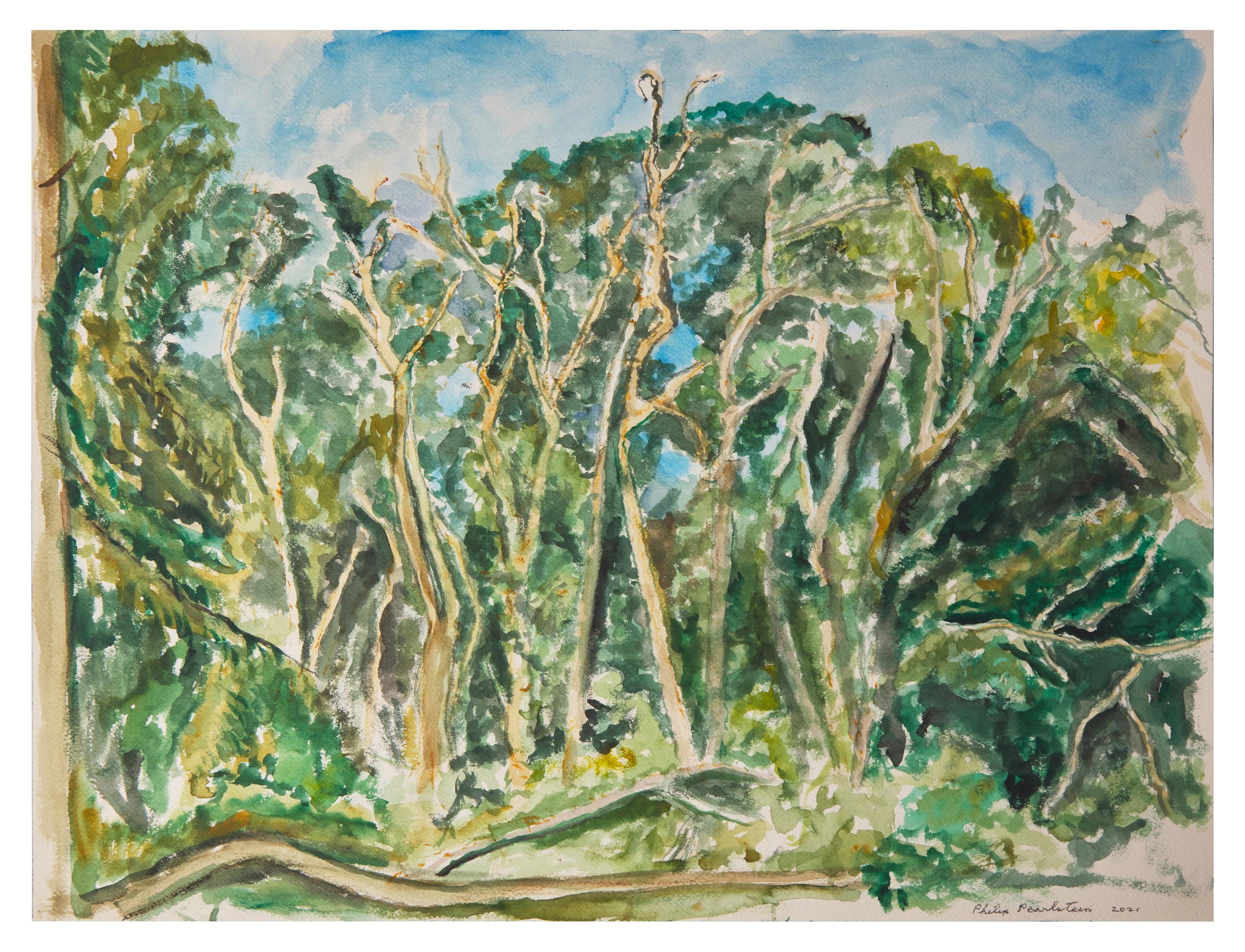 Trees on Cape Cod, 2021