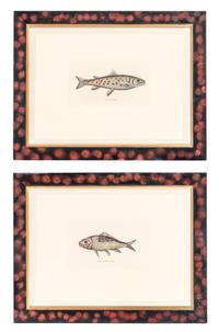 Two Ichthyological Prints 5 3/4 x 10 inches (visible).